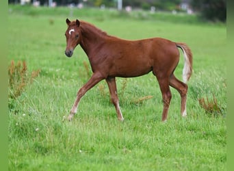 Deutsches Reitpony, Stute, 2 Jahre, Dunkelfuchs