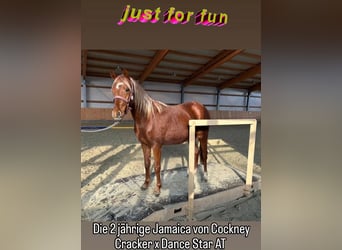 Deutsches Reitpony, Stute, 2 Jahre, Dunkelfuchs