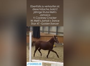 Deutsches Reitpony, Stute, 2 Jahre, Dunkelfuchs