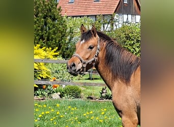 Deutsches Reitpony, Stute, 2 Jahre, Falbe