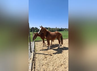 Deutsches Reitpony, Stute, 2 Jahre, Fuchs