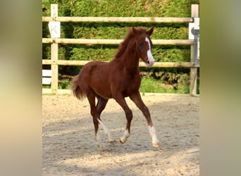 Deutsches Reitpony, Stute, 2 Jahre, Fuchs