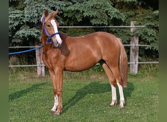 Deutsches Reitpony, Stute, 2 Jahre, Fuchs