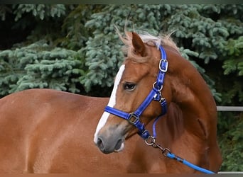 Deutsches Reitpony, Stute, 2 Jahre, Fuchs