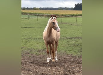 Deutsches Reitpony, Stute, 2 Jahre, Palomino