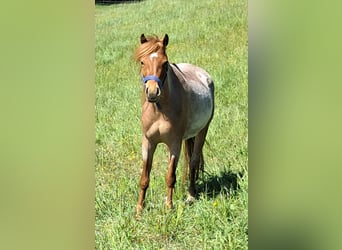 Deutsches Reitpony, Stute, 3 Jahre, 125 cm, Roan-Red
