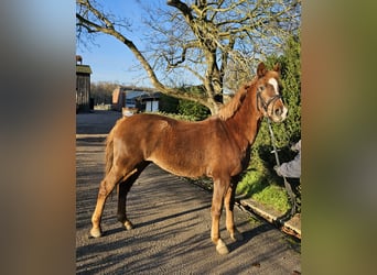 Deutsches Reitpony, Stute, 3 Jahre, 130 cm, Fuchs