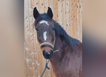 Deutsches Reitpony, Stute, 3 Jahre, 135 cm, Brauner