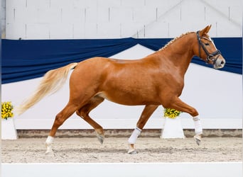 Deutsches Reitpony, Stute, 3 Jahre, 136 cm, Fuchs