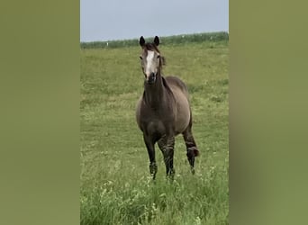 Deutsches Reitpony, Stute, 3 Jahre, 138 cm, Buckskin