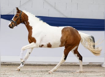 Deutsches Reitpony, Stute, 3 Jahre, 138 cm, Schecke