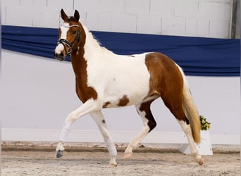 Deutsches Reitpony, Stute, 3 Jahre, 138 cm, Schecke
