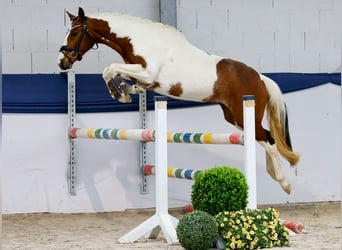 Deutsches Reitpony, Stute, 3 Jahre, 138 cm, Schecke