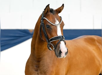 Deutsches Reitpony, Stute, 3 Jahre, 139 cm, Brauner