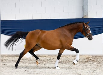 Deutsches Reitpony, Stute, 3 Jahre, 139 cm, Brauner