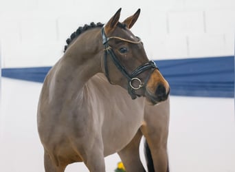 Deutsches Reitpony, Stute, 3 Jahre, 139 cm, Brauner