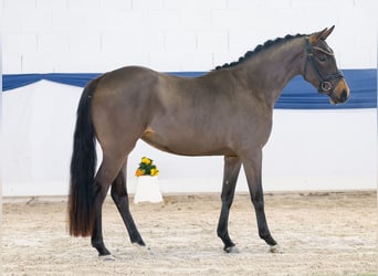 Deutsches Reitpony, Stute, 3 Jahre, 139 cm, Brauner