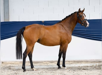 Deutsches Reitpony, Stute, 3 Jahre, 139 cm, Brauner