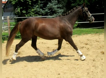 Deutsches Reitpony, Stute, 3 Jahre, 139 cm, Dunkelfuchs