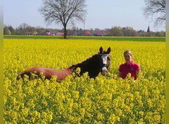 Deutsches Reitpony, Stute, 3 Jahre, 139 cm, Dunkelfuchs