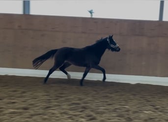 Deutsches Reitpony, Stute, 3 Jahre, 141 cm, Brauner