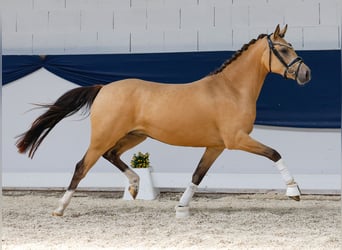 Deutsches Reitpony, Stute, 3 Jahre, 141 cm, Falbe