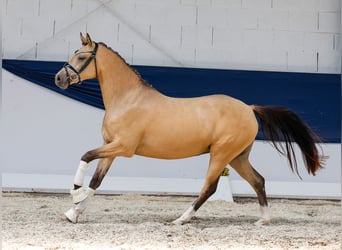 Deutsches Reitpony, Stute, 3 Jahre, 141 cm, Falbe