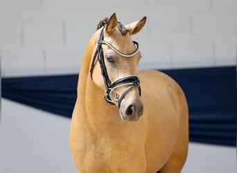 Deutsches Reitpony, Stute, 3 Jahre, 141 cm, Falbe