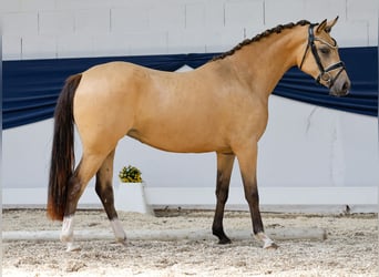 Deutsches Reitpony, Stute, 3 Jahre, 141 cm, Falbe