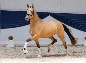 Deutsches Reitpony, Stute, 3 Jahre, 141 cm, Falbe