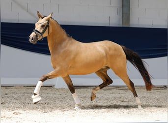 Deutsches Reitpony, Stute, 3 Jahre, 141 cm, Falbe