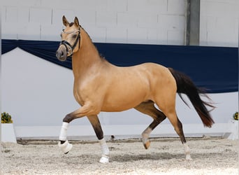 Deutsches Reitpony, Stute, 3 Jahre, 141 cm, Falbe