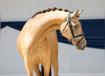 Deutsches Reitpony, Stute, 3 Jahre, 141 cm, Falbe