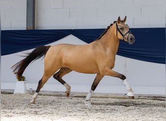 Deutsches Reitpony, Stute, 3 Jahre, 141 cm, Falbe