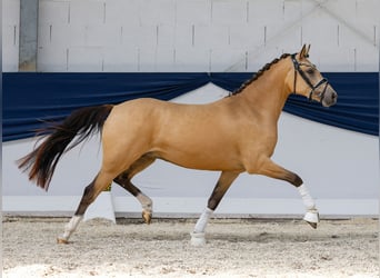Deutsches Reitpony, Stute, 3 Jahre, 141 cm, Falbe