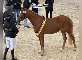 Deutsches Reitpony, Stute, 3 Jahre, 141 cm, Fuchs