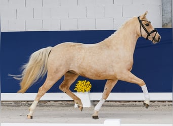 Deutsches Reitpony, Stute, 3 Jahre, 141 cm, Palomino