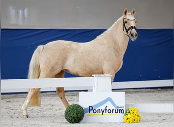 Deutsches Reitpony, Stute, 3 Jahre, 141 cm, Palomino