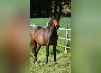 Deutsches Reitpony, Stute, 3 Jahre, 142 cm, Dunkelbrauner