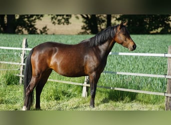 Deutsches Reitpony, Stute, 3 Jahre, 142 cm, Dunkelbrauner