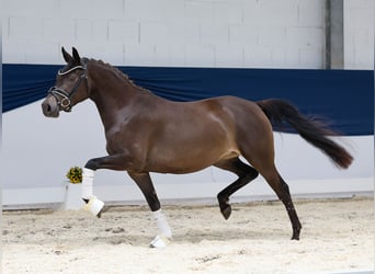 Deutsches Reitpony, Stute, 3 Jahre, 142 cm, Falbe