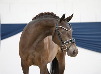 Deutsches Reitpony, Stute, 3 Jahre, 142 cm, Falbe