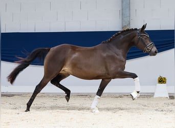 Deutsches Reitpony, Stute, 3 Jahre, 142 cm, Falbe