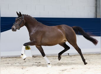 Deutsches Reitpony, Stute, 3 Jahre, 142 cm, Falbe