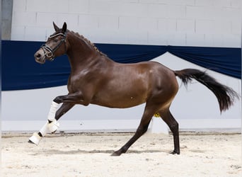 Deutsches Reitpony, Stute, 3 Jahre, 142 cm, Falbe