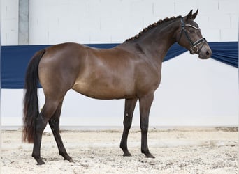 Deutsches Reitpony, Stute, 3 Jahre, 142 cm, Falbe