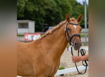 Deutsches Reitpony, Stute, 3 Jahre, 142 cm, Falbe