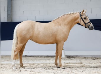 Deutsches Reitpony, Stute, 3 Jahre, 142 cm, Palomino