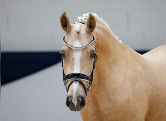 Deutsches Reitpony, Stute, 3 Jahre, 142 cm, Palomino