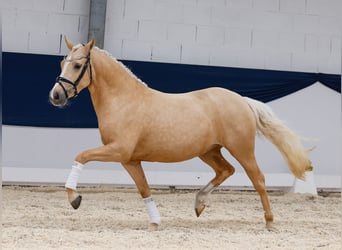 Deutsches Reitpony, Stute, 3 Jahre, 142 cm, Palomino